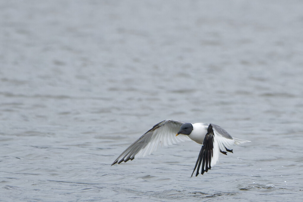 Sabine's Gull